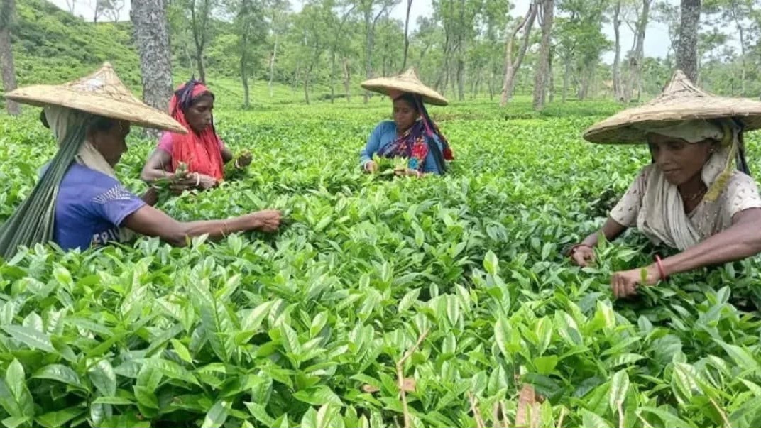 দীর্ঘ ৮ বছর পর চা শ্রমিক ইউনিয়নের নির্বাচন