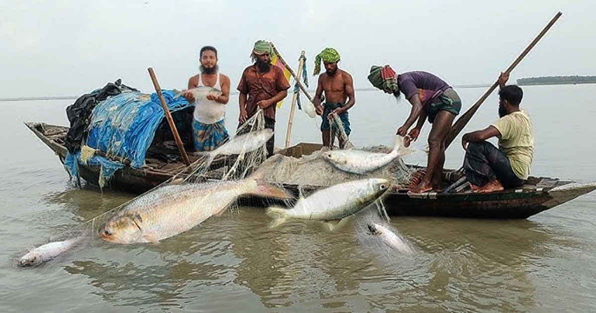 মধ্যরাত থেকে জাটকা ধরায় ৮ মাসের নিষেধাজ্ঞা